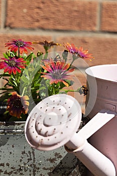 Osteospermum flower plants with a pink metal watering can. In an old metal box planter