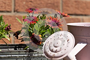 Osteospermum flower plants with a pink metal watering can. In an old metal box planter