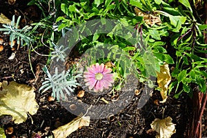 Osteospermum \'FlowerPower Pink Sun\' blooms with pink flowers with yellow tips in October.