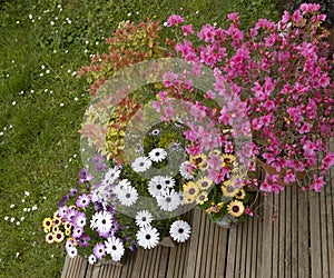 Osteospermum flowers in various colors