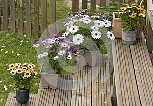 Osteospermum flowers in various colors