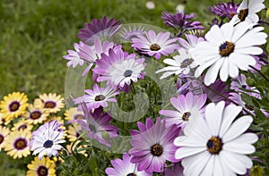 Osteospermum flowers in various colors