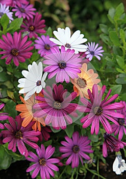 Osteospermum flowers in various colors