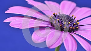 Osteospermum Fruticosum .