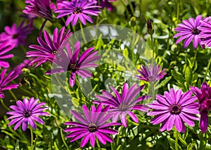 Osteospermum fruticosum,  natural floral background photo