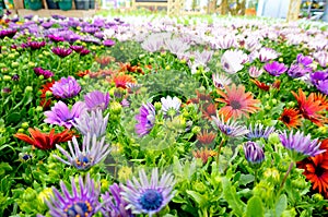 Osteospermum at garden centre 2