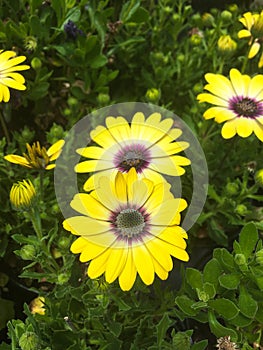 Yellow Osteospermum ecklonis, daisy-like flowers