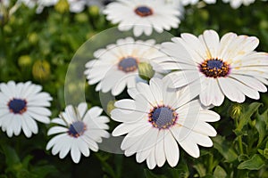 White Daisybush