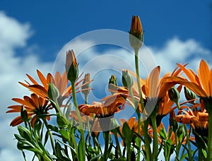 Osteospermum hybrid,