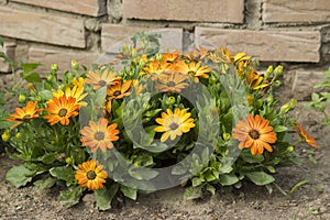 Osteospermum - orange african daisy