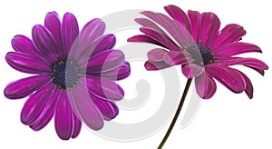 Osteospermum