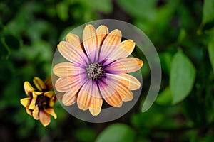 Osteospermum Purple Sun