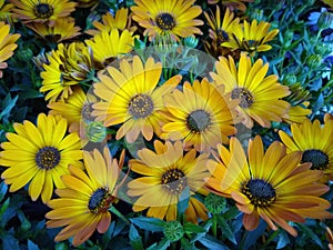 Osteospermum `Tradewinds Bronze Imp`