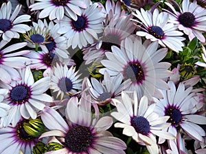 Osteospermum `Tradewinds White` photo