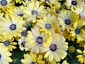 Osteospermum `Tradewinds Yellow Bicolor`