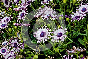 Osteospermum Whirlygig African daisy shaped flower purple white photo