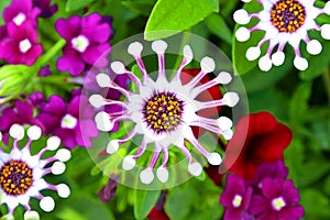 Osteospermum white spoon flower photo