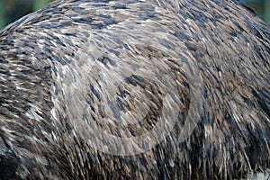 Osterich feathers