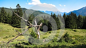 Osterreich alps, dry tree photo