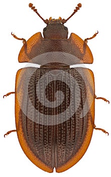 Ostoma ferruginea