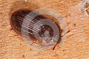 Ostoma ferruginea