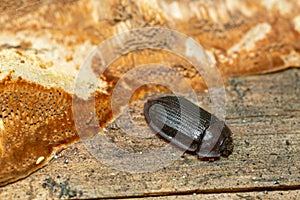 Ostoma ferruginea and polypore on wood