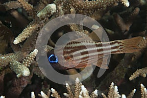 Ostorhinchus compressus Ochre-striped cardinalfish