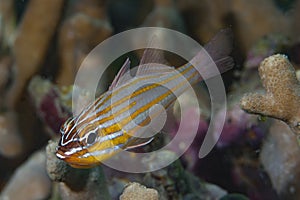 Ostorhinchus cyanosoma Yellowstriped Cardinalfish photo