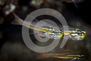 Ostorhinchus nanus, Tiny cardinalfish