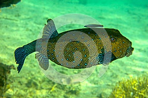 Ostracion cubicus it is box-shape, their armored and rigid body which in most cases would inhibit locomotion. When Yellow boxfish.