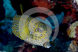 Boxfish , ostracion cubicus ,red sea