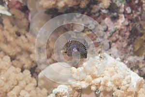 Ostracion cubicus the small box fish