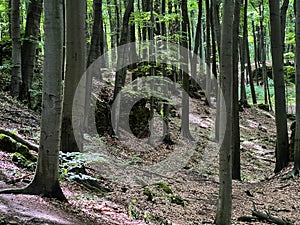 The Ostreznik nature reserve near Zloty Potok in Poland with single limestone rocks