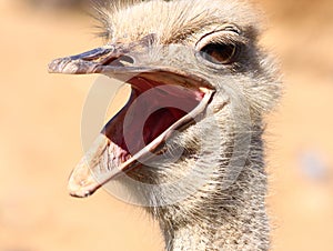 Ostrich