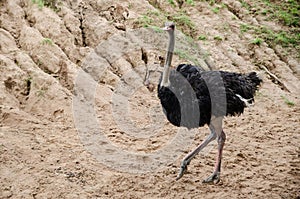 Ostrich