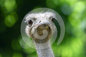 Ostrich