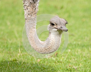 Ostrich