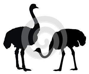 Ostrich