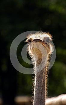 Ostrich