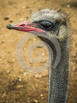 Ostrich