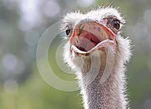 Ostrich