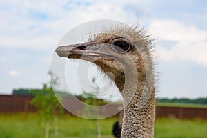 Ostrich