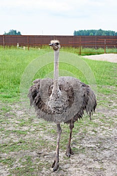 Ostrich