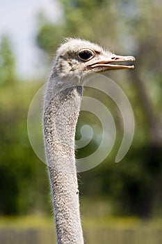 Ostrich