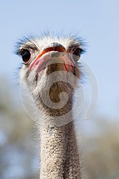 Ostrich