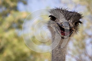 Ostrich