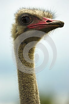 Ostrich