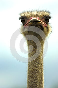 Ostrich