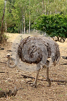 Ostrich