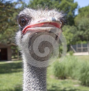 Ostrich